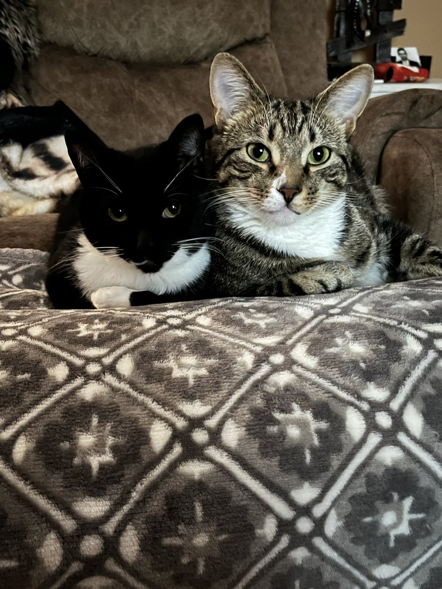 e_reed's tweet photo. We named our first cat Kelce after @tkelce in 2020 and now @JasonKelce and Kylie have named their baby girl Finn which is our youngest cat. I love a good unintentional theme. https://t.co/cmEw9wYPmT