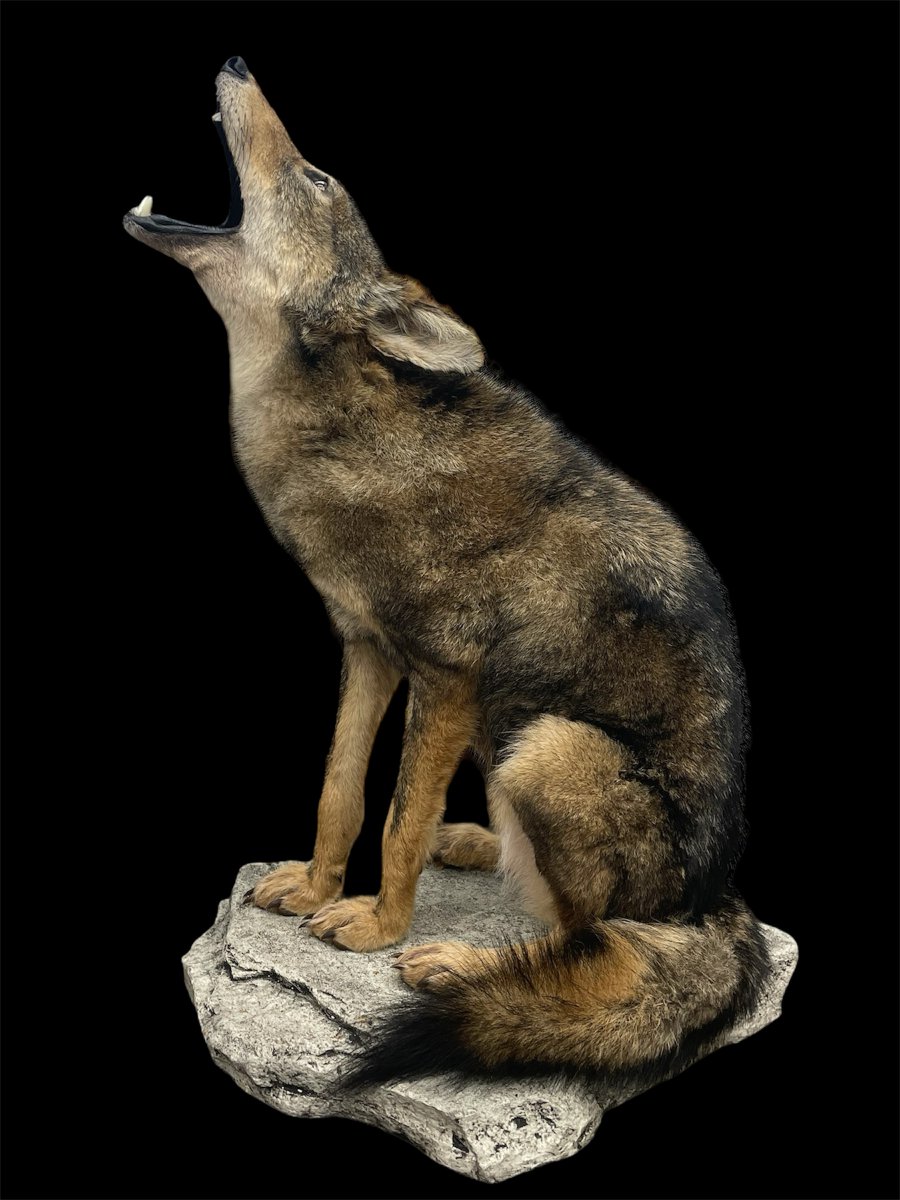 Featured Mount: Howling Coyote on a Rock Base!

Check out this stunning coyote mount by Paul Willis of Paul’s Taxidermy Studio! Using McKenzie’s CY-10-CL form, UR19G base, CY1621CY competition eyes, and ERCY2 back ears, Paul brought this lifelike scene to reality.
