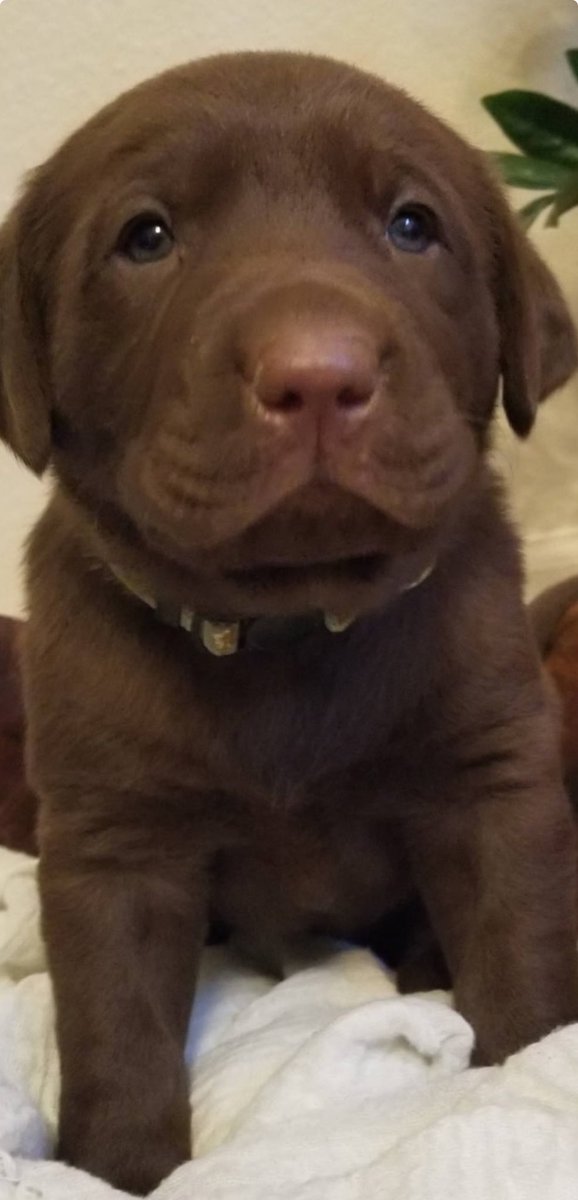 cagrown5 tweet media