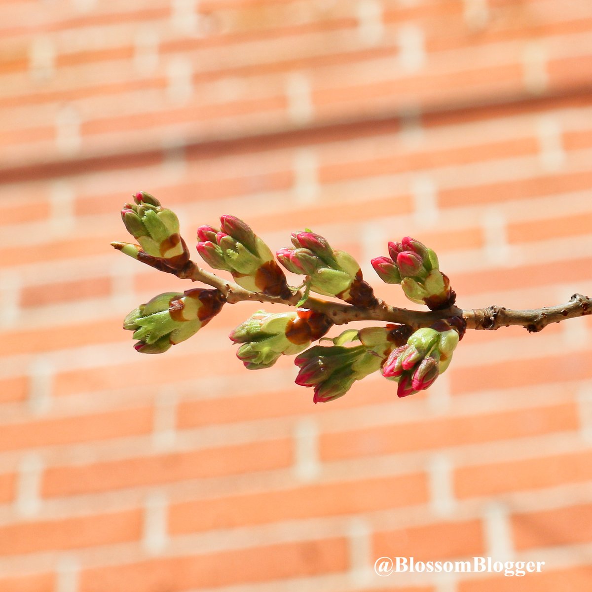 Bart Connors Szczarba tweet media