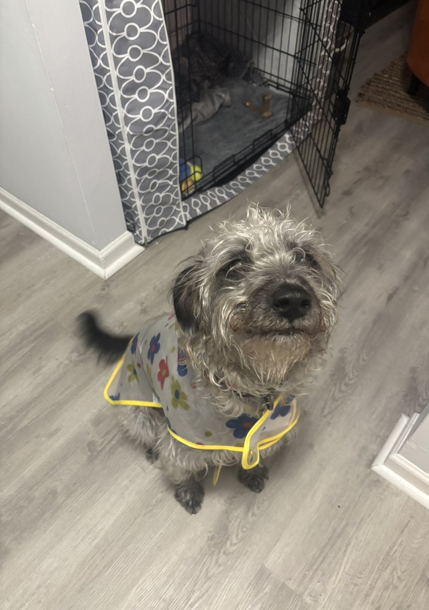 it’s a rainy day so mabel has her rain jacket on. you’re welcome