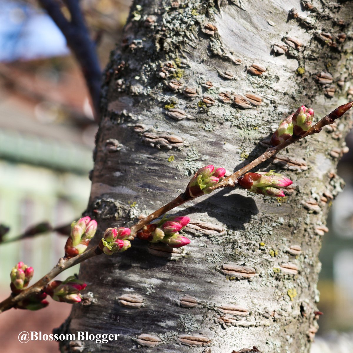 Bart Connors Szczarba tweet media