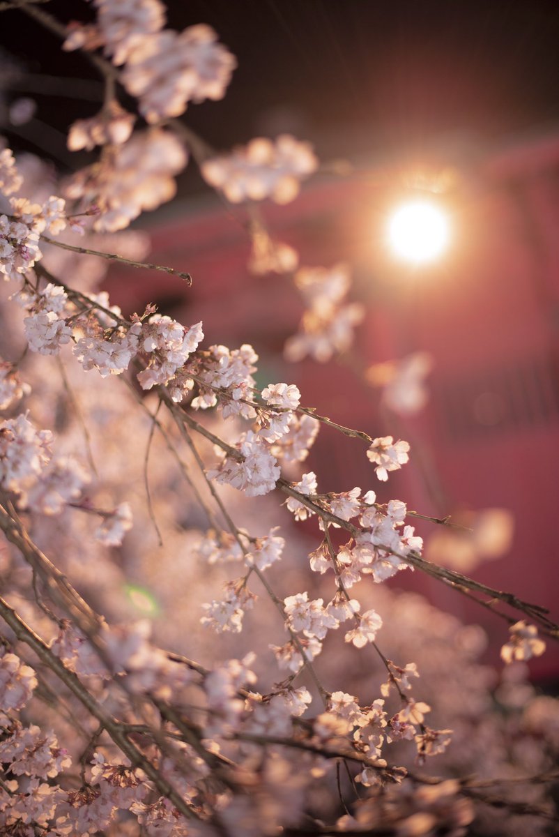 mokama_camera's tweet image. 延命寺さんの枝垂れ桜❀.*ﾟ

 #桜  #sakura   
#ファインダー越しの私の世界