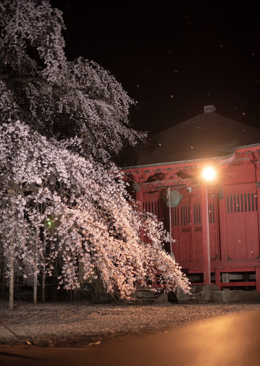 mokama_camera's tweet image. 延命寺さんの枝垂れ桜❀.*ﾟ

 #桜  #sakura   
#ファインダー越しの私の世界