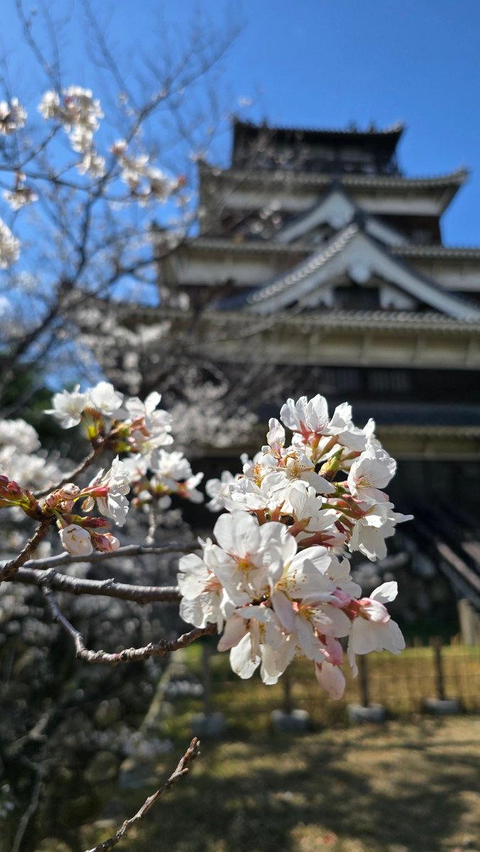 hiro_nana84's tweet photo. 今日は広島城にお花見に行ってきました🌸外国人観光客が沢山いらっしゃってて、お城には近づけなかったのですが、ソメイヨシノは七分咲き位でした。
ピンク色のかわいい品種のミクルマガエシが綺麗でした😃
春爛漫ですね☺
#広島城
#ソメイヨシノ
#桜 https://t.co/vPqgJPyDpC