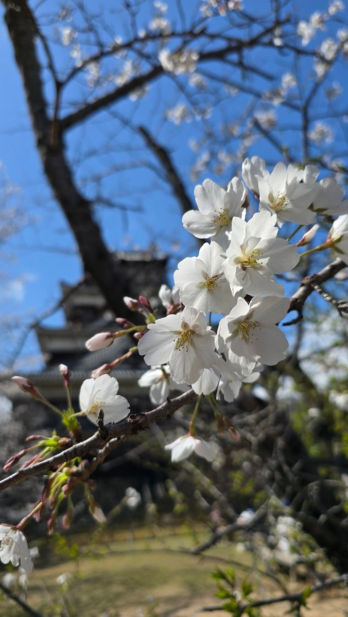 hiro_nana84's tweet photo. 今日は広島城にお花見に行ってきました🌸外国人観光客が沢山いらっしゃってて、お城には近づけなかったのですが、ソメイヨシノは七分咲き位でした。
ピンク色のかわいい品種のミクルマガエシが綺麗でした😃
春爛漫ですね☺
#広島城
#ソメイヨシノ
#桜 https://t.co/vPqgJPyDpC