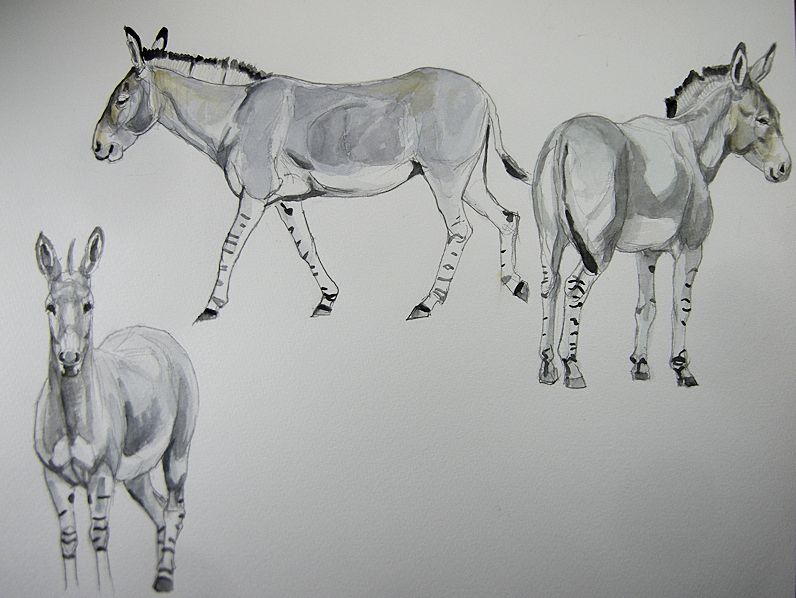haiiromizunagi's tweet photo. いつもの所ⅠとⅡで #ソマリノロバ #ノロバ #AfricanAss #Asinus #Equus を #大人の鉛筆 で下描き #水彩 で着色 #スケッチ #ドローイング 昨日の続きで角度違いの2ポーズを追加。残り時間を気にした事もあるが、左下に描いた前からのポーズが予想以上に手古摺ってしまった。明日はこの続きを描く予定‥ https://t.co/5VyHLLtjPP