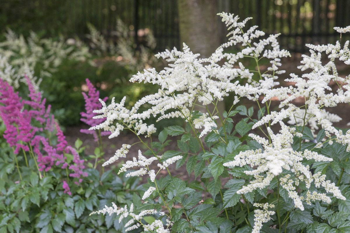 LerchBros's tweet image. Enhance your garden space this Spring. Check out all we offer at LerchBrothers.com !

#MarylandGardens #LerchBrothers #SpringProject #Outdoorliving  #GardenEnhancement #SpringGardening #GardenDesign #LerchBrothersGardens