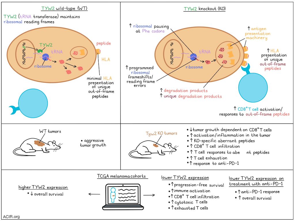 ACIR (@acir_org) on Twitter photo Translation dysregulation may serve as a new source for identifying cancer-associated antigens, and may also help to predict responses to checkpoint blockade bit.ly/3E4OMY8 <a href="/chen_weller/">Chen Weller</a> <a href="/samuels_yardena/">yardena samuels</a> <a href="/Samuels_lab/">Samuels - Lab</a> #CheckpointBlockade #CancerImmunotherapy Translation dysregulation may serve as a new source for identifying cancer-associated antigens, and may also help to predict responses to checkpoint blockade bit.ly/3E4OMY8 <a href="/chen_weller/">Chen Weller</a> <a href="/samuels_yardena/">yardena samuels</a> <a href="/Samuels_lab/">Samuels - Lab</a> #CheckpointBlockade #CancerImmunotherapy