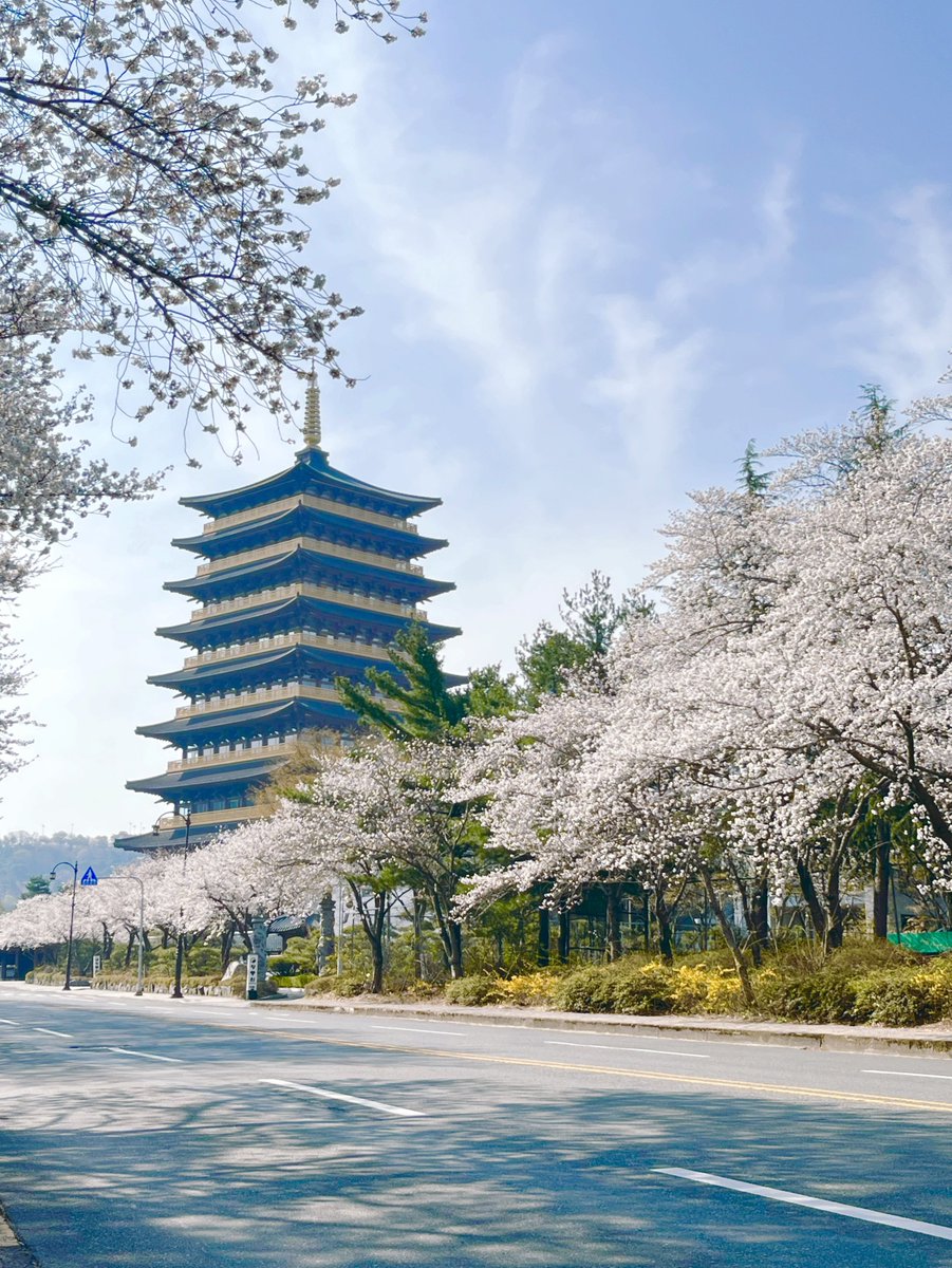 islow_lyn's tweet photo. 경주 벚꽃 🌸 https://t.co/HiBLZxHb2j