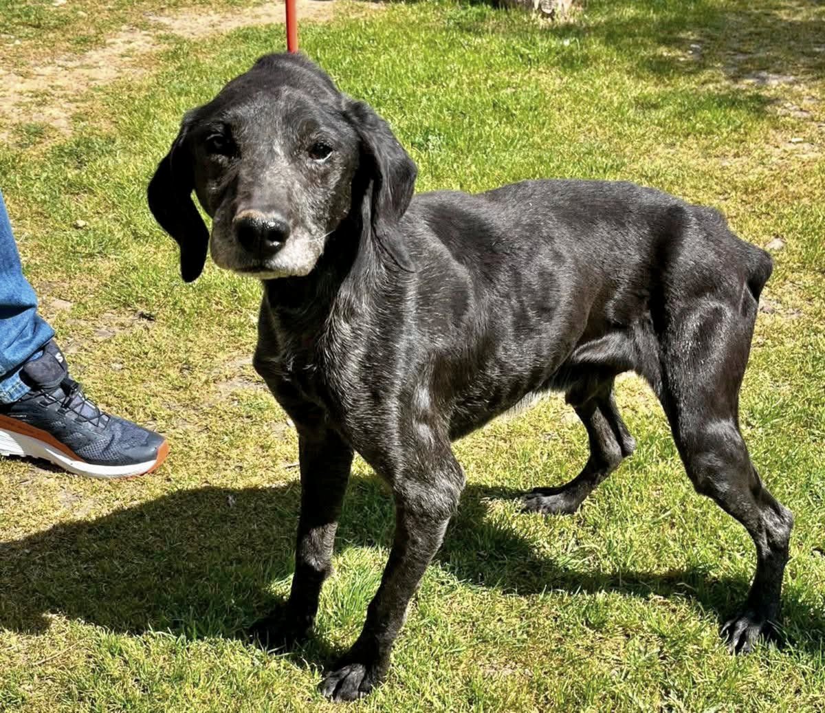 #Valladolid
Contacto; una.nueva.vida.valladolid@gmail.com

A este abuelito de 11 años, su dueño acaba de abandonarlo en la perrera... Nos llevaríamos las manos a la cabeza, pero, preferimos decir que ha tenido suerte en las condiciones en las que está, quizá ahora el chiquitín