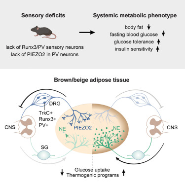 Piezo2 in sensory neurons regulates systemic and adipose tissue metabolism dlvr.it/TJvt2m