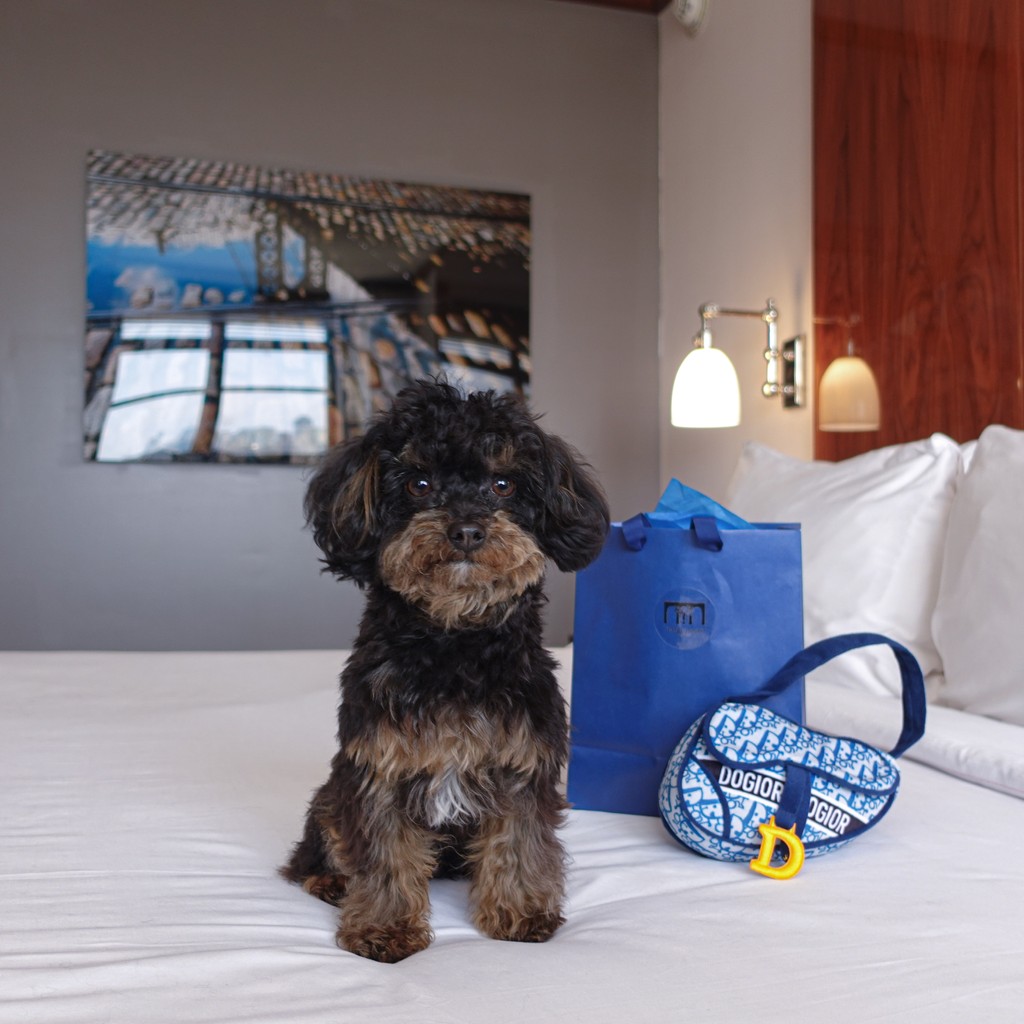 HotelHugoSoHo's tweet photo. Attention all pet lovers! 🐾✨ When you book our Pawz in Soho package at Hotel Hugo, you’re not just getting a cozy stay; you’re also snagging 20% off at @zoomies! Treat your furry friend to some goodies while you explore the city together! 🐶❤️ 
#pets #dog #newyork #hotel stay https://t.co/gVXOrzJS3S