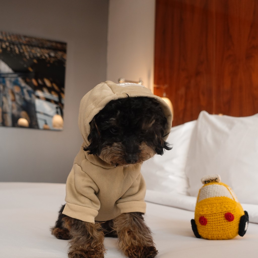 HotelHugoSoHo's tweet photo. Attention all pet lovers! 🐾✨ When you book our Pawz in Soho package at Hotel Hugo, you’re not just getting a cozy stay; you’re also snagging 20% off at @zoomies! Treat your furry friend to some goodies while you explore the city together! 🐶❤️ 
#pets #dog #newyork #hotel stay https://t.co/gVXOrzJS3S