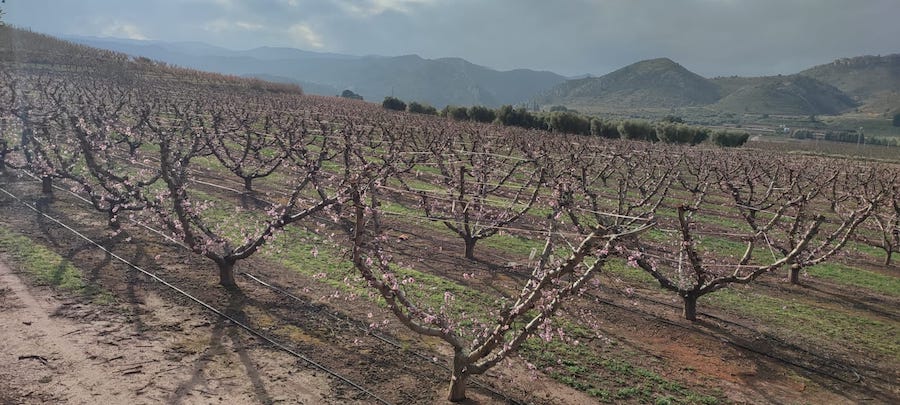 🍑FRUTALES🍑
La nutrición vegetal en el #melocotonero, el factor clave para una cosecha de alta calidad

AA.VV | Estación Experimental Aula Dei-<a href="/CSIC/">CSIC</a>  y F. de Innovación y Transferencia Agroalimentaria de Aragón (<a href="/Aragoninvestiga/">Aragón Investiga</a> )

Toda la información 👇
shorturl.at/Jhzbq