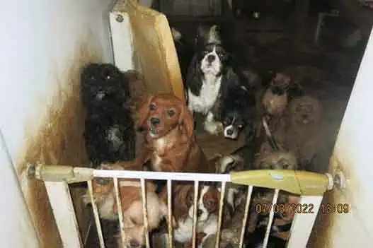 AdoptionsUk's tweet image. Please retweet, Julie Pearce and daughters Rosalie Pearce and Kaylie Adams #CAERPHILLY #WALES  #UK- AVOID JAIL after being found guilty of keeping 50 dogs in their home in filthy conditions, running an illegal puppy farm, selling online‼️
DETAILS 👇 
dailymail.co.uk/news/article-1………