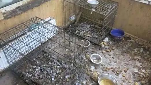 AdoptionsUk's tweet image. Please retweet, Julie Pearce and daughters Rosalie Pearce and Kaylie Adams #CAERPHILLY #WALES  #UK- AVOID JAIL after being found guilty of keeping 50 dogs in their home in filthy conditions, running an illegal puppy farm, selling online‼️
DETAILS 👇 
dailymail.co.uk/news/article-1………