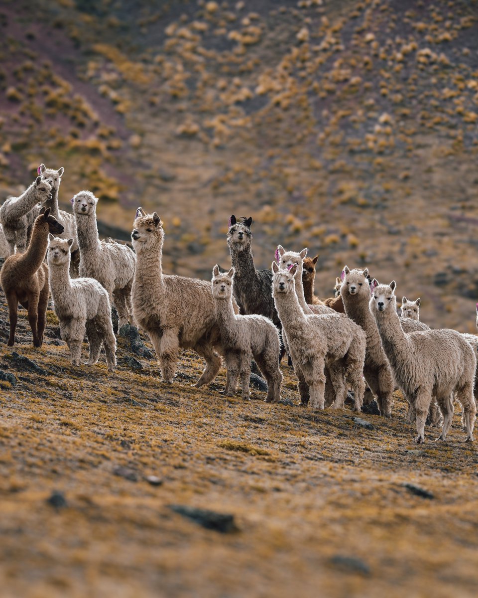 NatventureEx's tweet photo. Immerse yourself in the Lares Trail, where the Peruvian Andes unfold dreamlike landscapes. #TravelGoals #Peru #AdventureAwaits #Natventurexpeditions https://t.co/ZNisyKXZon