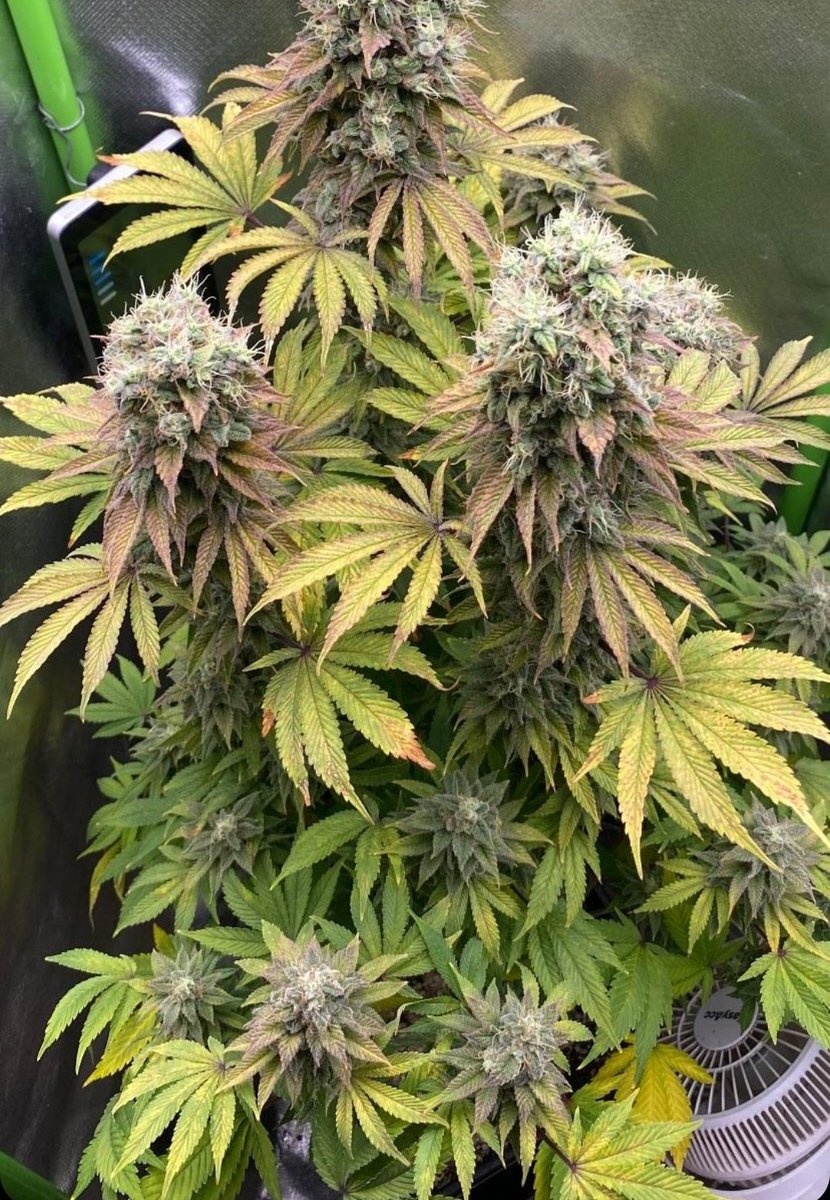 KannabiaSeeds's tweet photo. HELLFIRE OG by #KannabiaSeeds 🌱 @IntKannabia @Kannabia_Samen @Kannabia_US

📷 Credits: (IG) @bionic_grower_ Thanks, #kannabist! 😋😍💯🧡💚

ℹ️ #HellfireOG #cannabisseeds ➡️ https://t.co/VzppInfBjm

Fem ♀️
Hellfire OG x White Widow.
Indica dominant hybrid

#cannabisculture #seeds