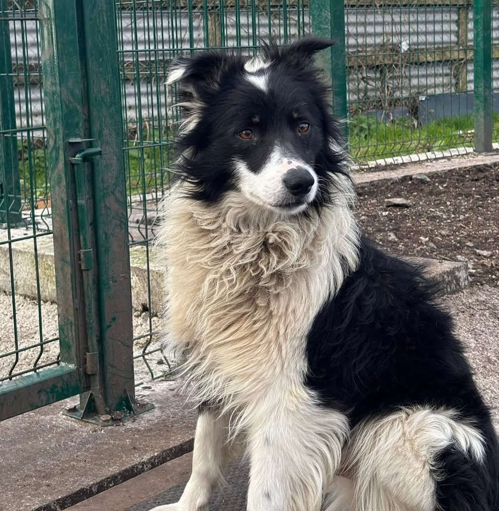 Microchip:981098108843073