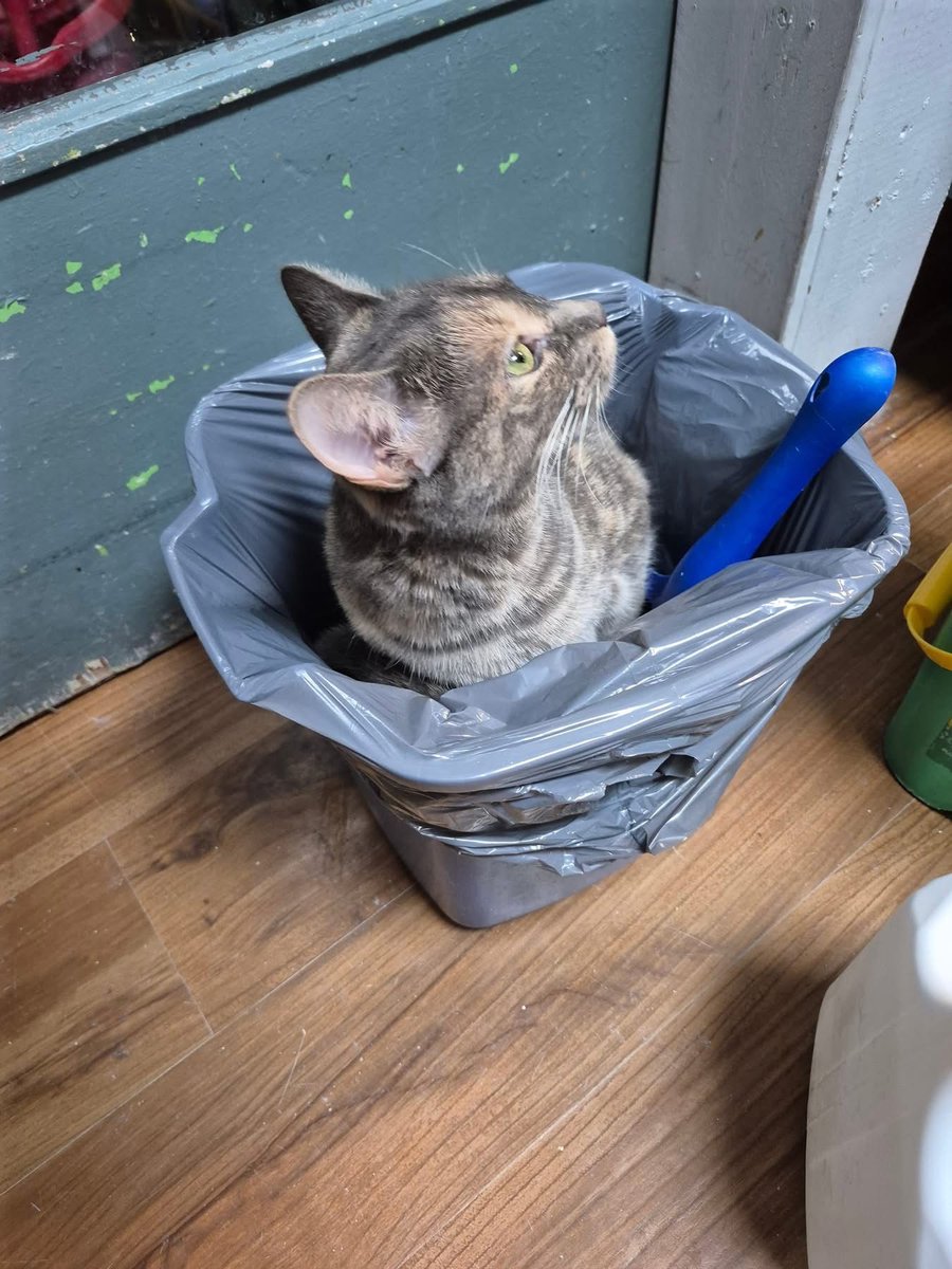 Some cats like beds. Some cats like boxes. Kelce likes bins.
