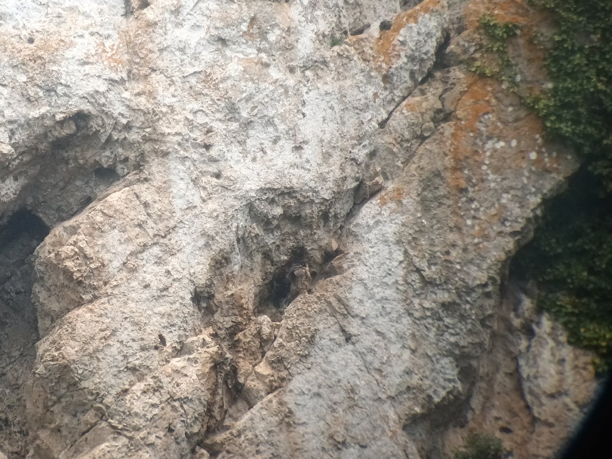 Pajaragüer tweet media