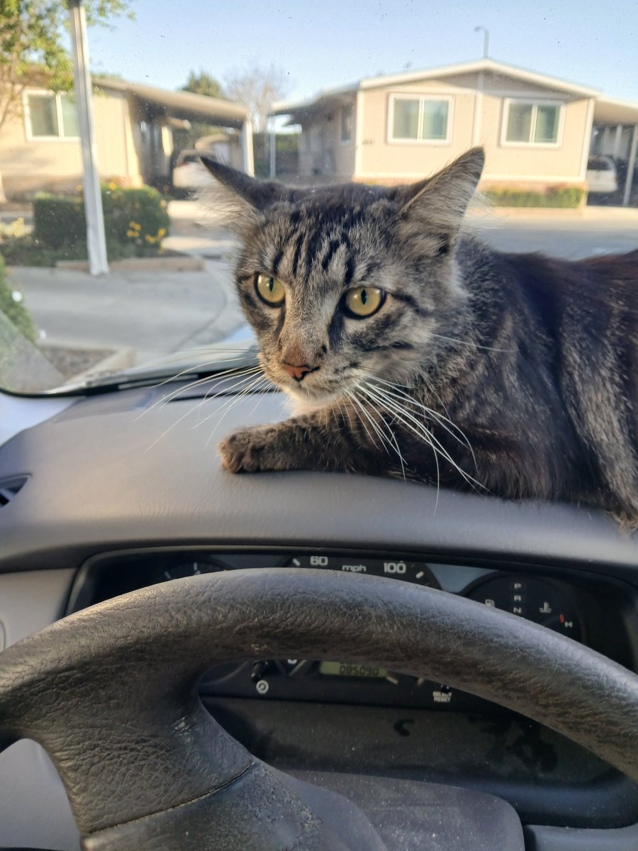 Suki's morning car ride. #car #cat #morning