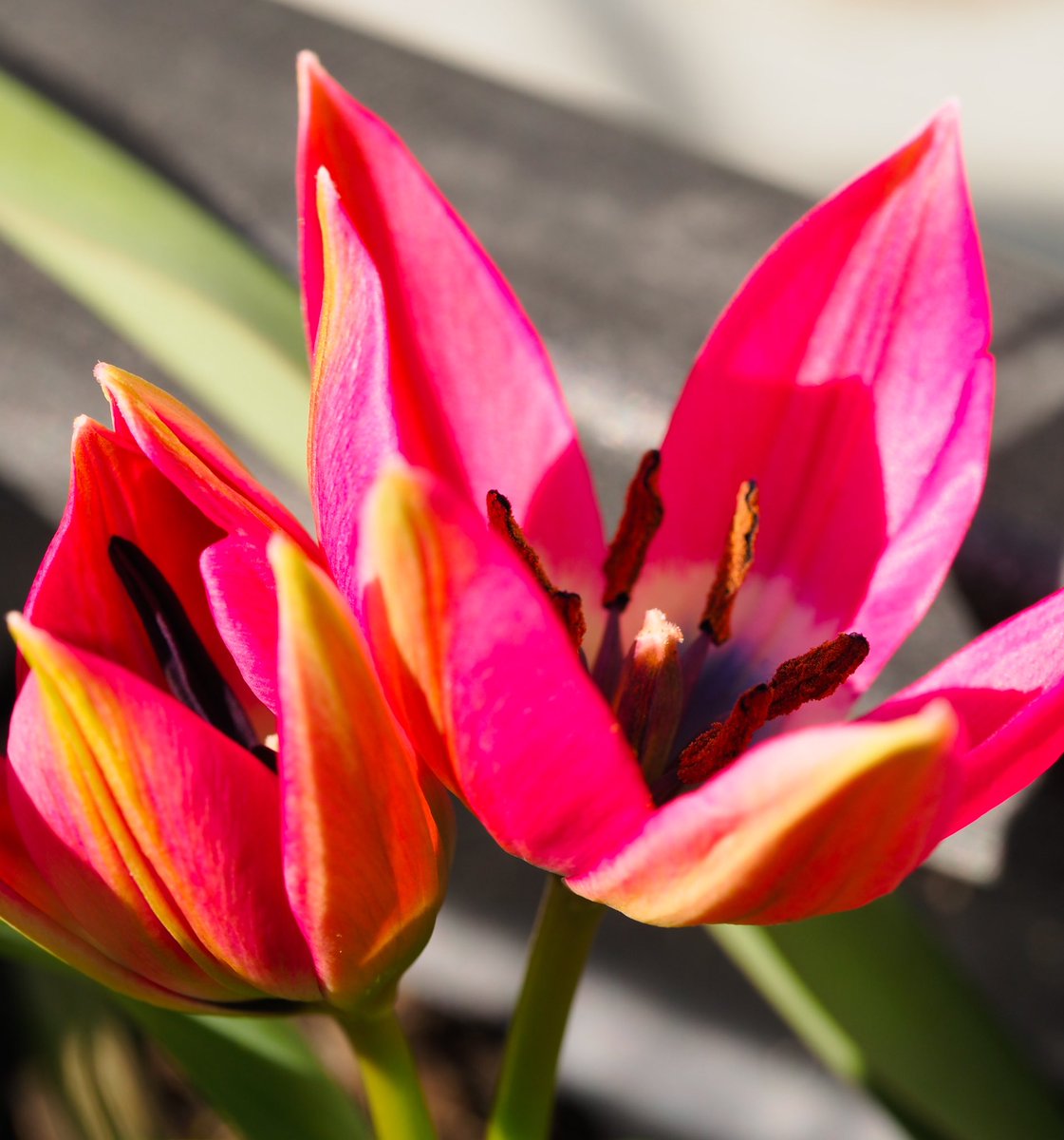 Beautiful tulips 🌷 #garden #cwmbran <a href="/ThePhotoHour/">#ThePhotoHour</a> <a href="/S4Ctywydd/">S4C Tywydd</a>