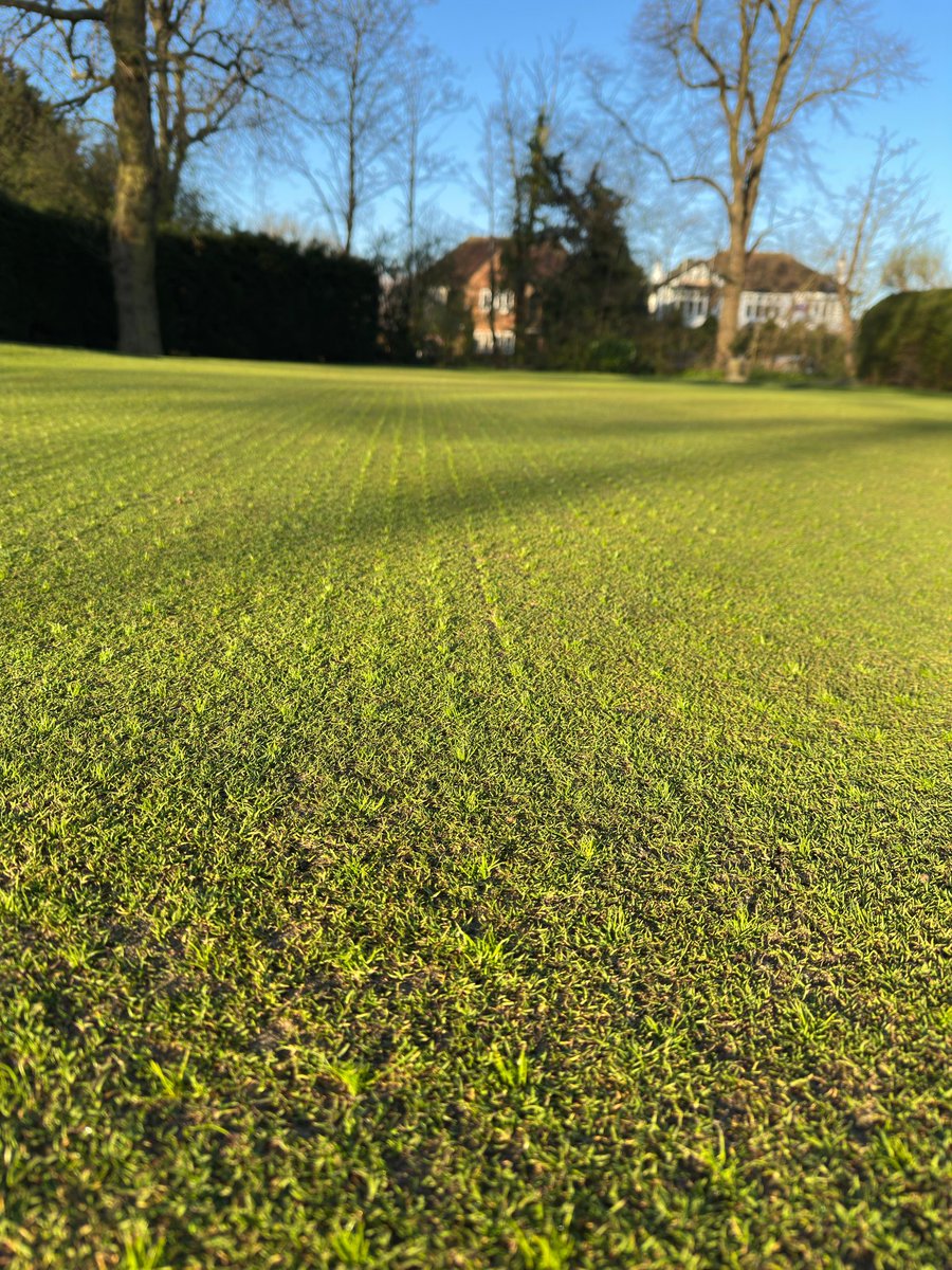 AntzXVI's tweet photo. Bright mornings @Romfordgolfclub perfect conditions for a roll and great to see @BarenbrugUK Ultrafine popping on the putting green 🌱 https://t.co/qQ89HfNMfr