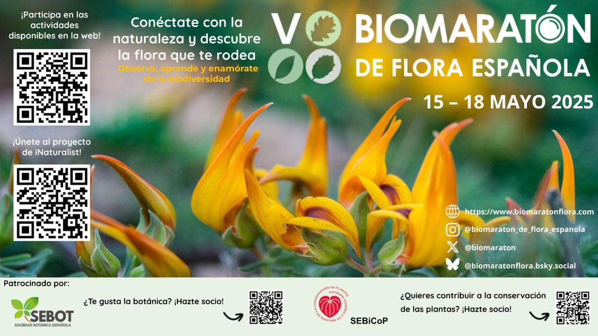 Biomaratón de Flora Española (@biomaraton) on Twitter photo 📢¿Nos habéis echado de menos? ¡Ya está aquí la mayor fiesta de la Botánica, arrancamos el V Biomaratón de Flora Española!
🌱Del 15 al 18 de mayo os invitamos a salir al campo durante el #VBFE a observar la flora que nos rodea.
Patrocinados por <a href="/OficialSebot/">Sociedad Botánica Española</a> y <a href="/SEBiCoP/">sebicop.bsky.social</a> 📢¿Nos habéis echado de menos? ¡Ya está aquí la mayor fiesta de la Botánica, arrancamos el V Biomaratón de Flora Española!
🌱Del 15 al 18 de mayo os invitamos a salir al campo durante el #VBFE a observar la flora que nos rodea.
Patrocinados por <a href="/OficialSebot/">Sociedad Botánica Española</a> y <a href="/SEBiCoP/">sebicop.bsky.social</a>