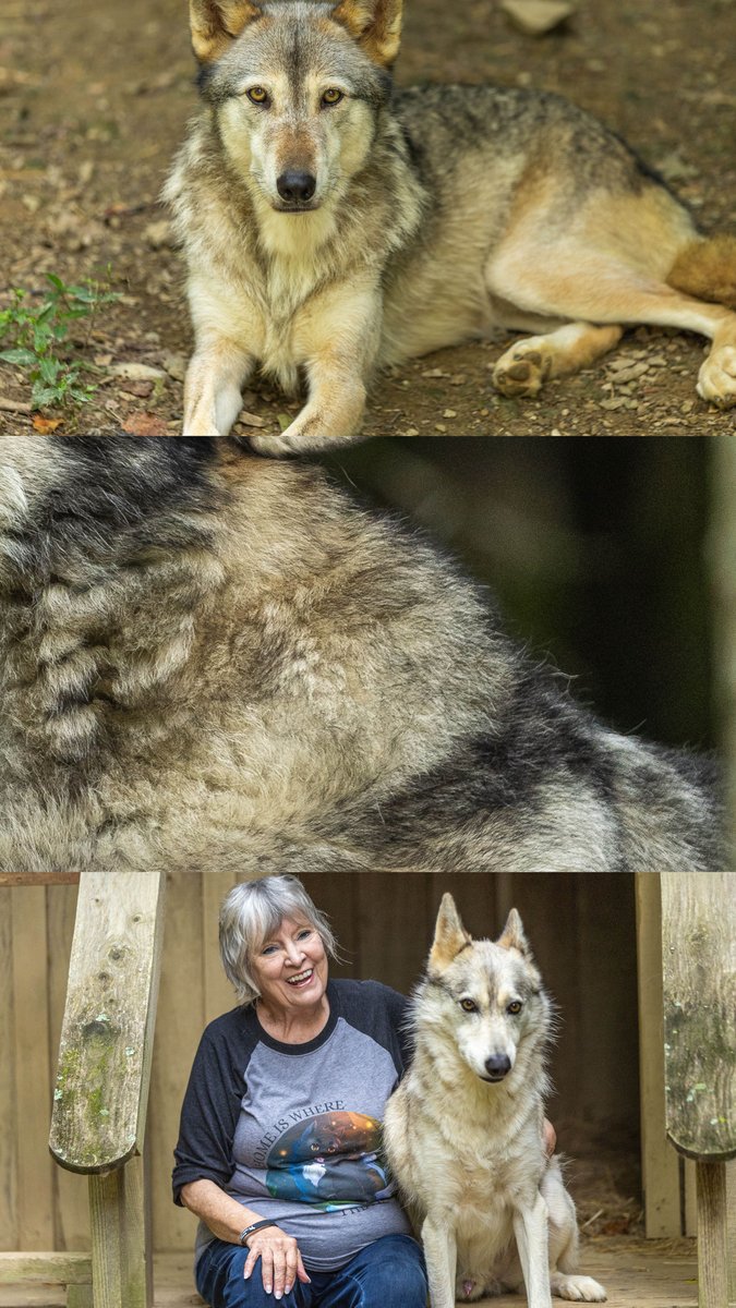 “They really are like family. We have photo albums full of pictures of them.” - Marty (Capps) Wilson, ’87, MAE ’90

If you’re in Williamsburg, Kentucky, and want to play with a wolfdog – the refuge is open.

issuu.com/ucumberlands/d…
#ucumberlands #cumberlandsalumn #wolfdog