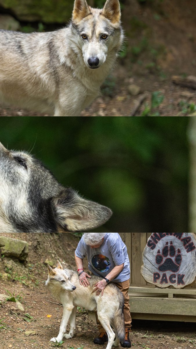 CumberlandsAlum's tweet photo. “They really are like family. We have photo albums full of pictures of them.” - Marty (Capps) Wilson, ’87, MAE ’90

If you’re in Williamsburg, Kentucky, and want to play with a wolfdog – the refuge is open.

https://t.co/vsgubNNqVl
#ucumberlands #cumberlandsalumn #wolfdog https://t.co/LeBnlYKaho