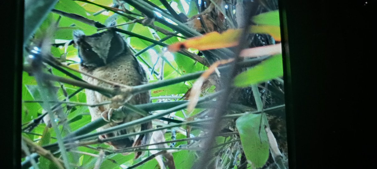 Malcolm Roxby tweet media