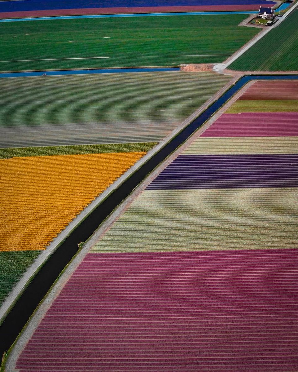 viewsfrance's tweet photo. Les parterres de tulipes aux Pays-Bas 🌷 https://t.co/sGoBKoptrC