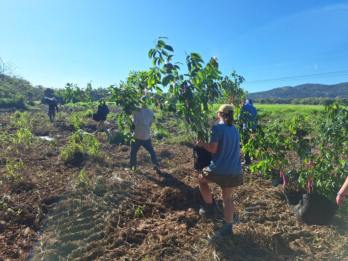 SUNYCobleskill's tweet image. Our Conservation Club traveled to Puerto Rico for spring break to plant 720 trees over two days with Ecoculture&apos;s Global Reforestation Network. They also visited Vieques National Wildlife Refuge bioluminescent bay and beaches, and El Yunque National Forest.