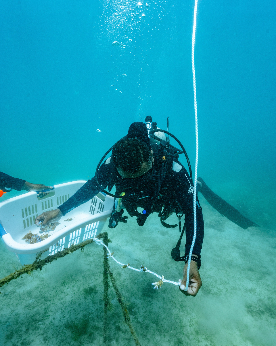 From snorkeling, scuba diving and kayaking, the crystal-clear waters of Wakaya Island offer endless opportunities for adventure and relaxation. 🌊