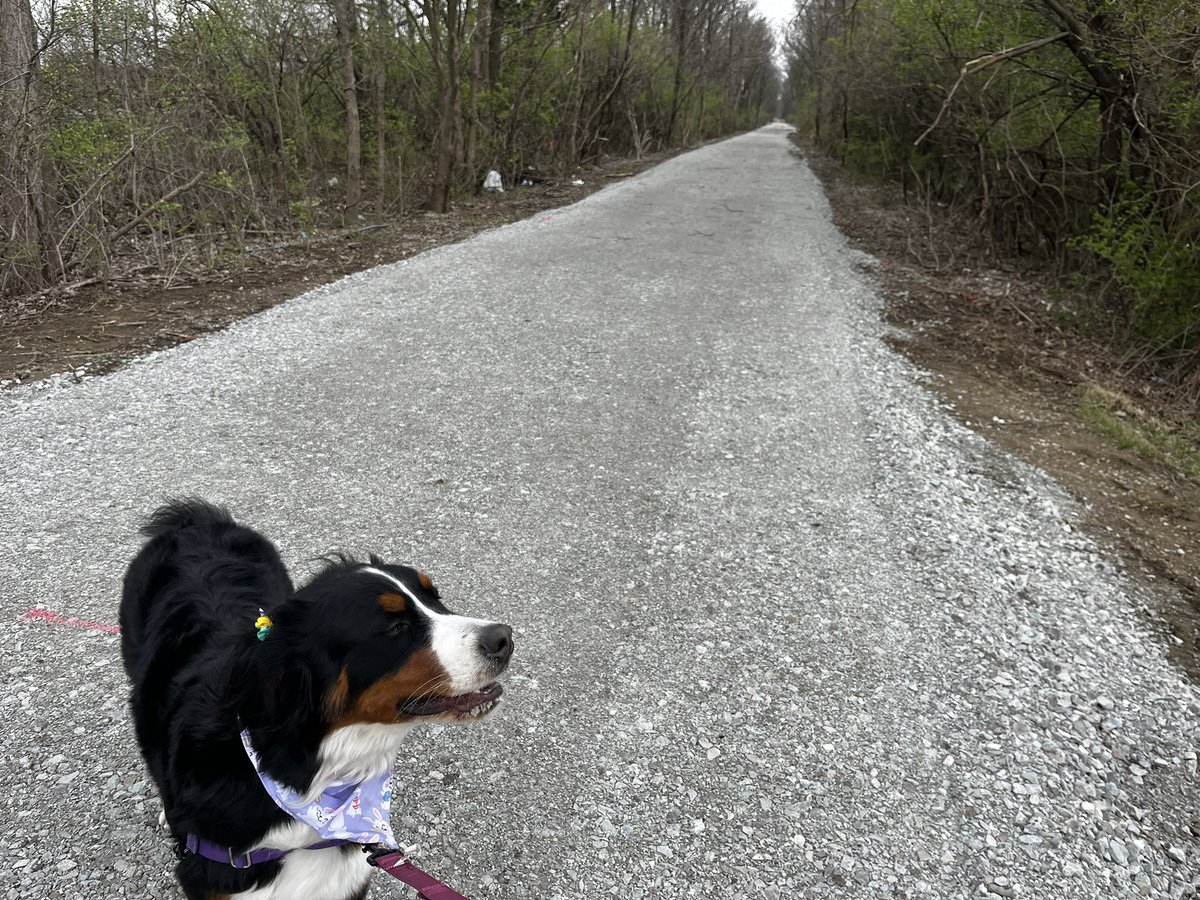LauraABuckner's tweet image. Stormy &amp;amp; I checked out the progress in the @B_Otrail near W. 21st Street. I’m excited to see this get completed! 

#railstotrails #indy