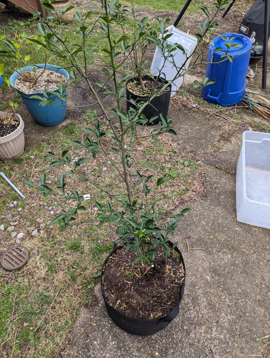 bolincower's tweet photo. realized today my kumquat graft died and I've spent the last 3+ years growing worthless trifoliate rootstock 😭😂😭@FastGrowingTree https://t.co/Ghg7pAL4Ld