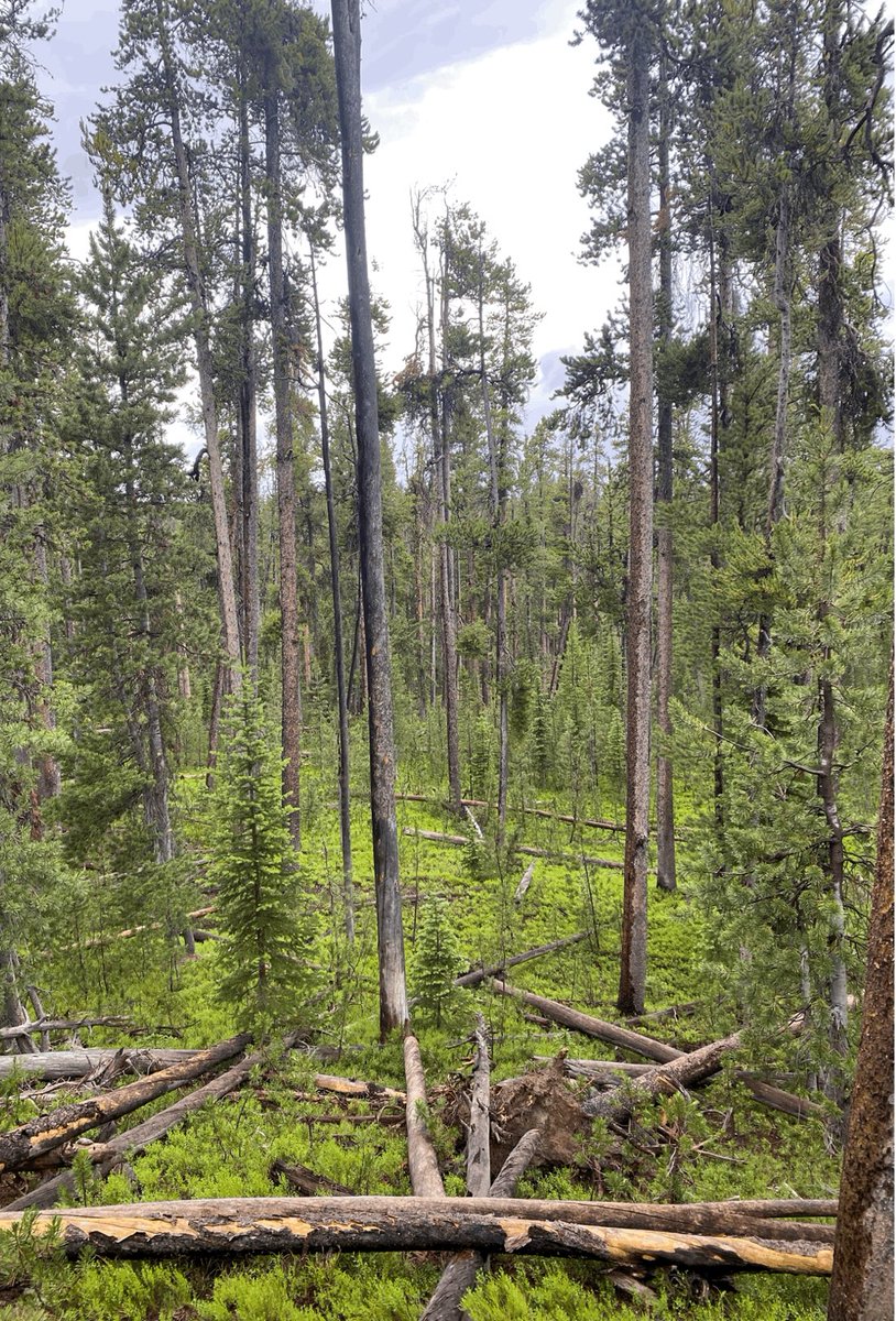 Ali_Alzandi's tweet photo. My research has been accepted for an oral presentation at #SER2025 World Conference on Ecological Restoration in Denver,USA

Looking forward to share my work in Yellowstone National Parks about whitebark pine and connecting with global restoration scientists and practitioners. https://t.co/1RBu1iIQx0