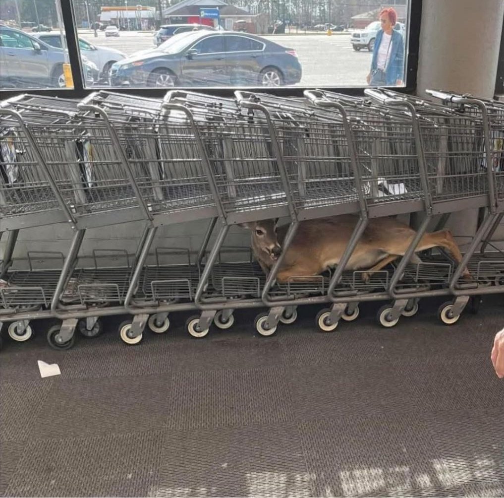 Deer in Places they Shouldn't Be tweet media
