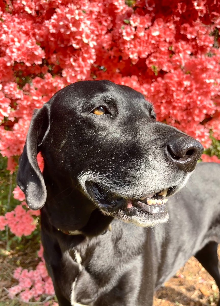 Zuko in Spring 🌺