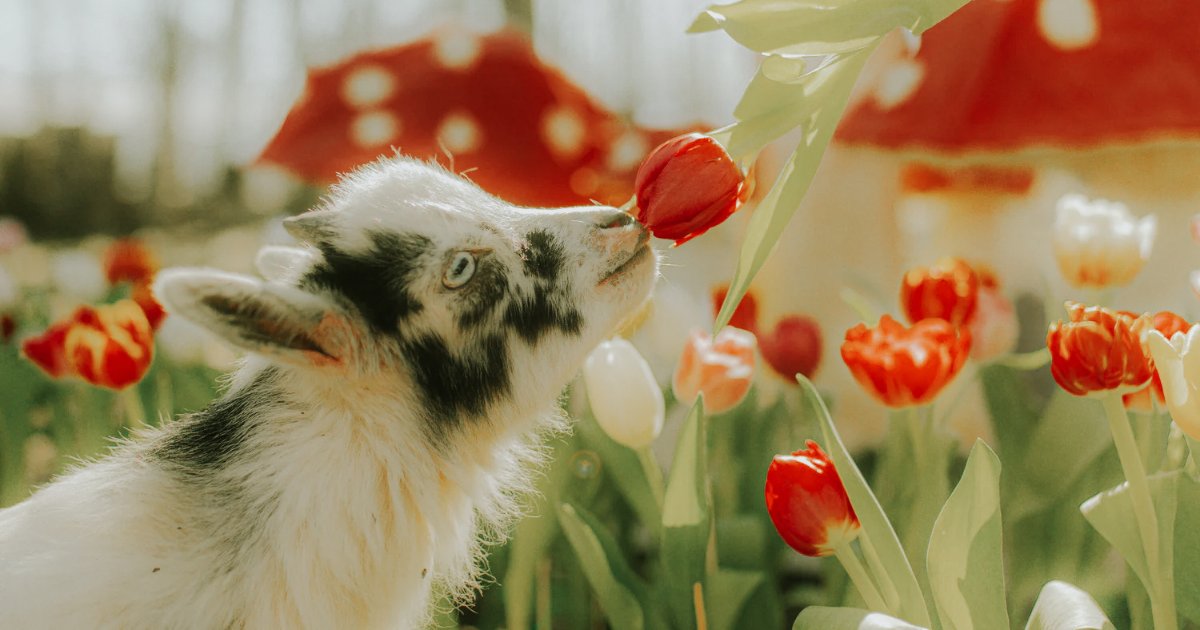 It's almost the most COLOURFUL time of the year 🌷 Tulip season is nearly here, and with it comes one of the West Coast's most vibrant natural experiences. A walk through the rows of flowers is a surefire way to find your sense of wonder.

Read our guide! thefraservalley.ca/your-guide-to-…