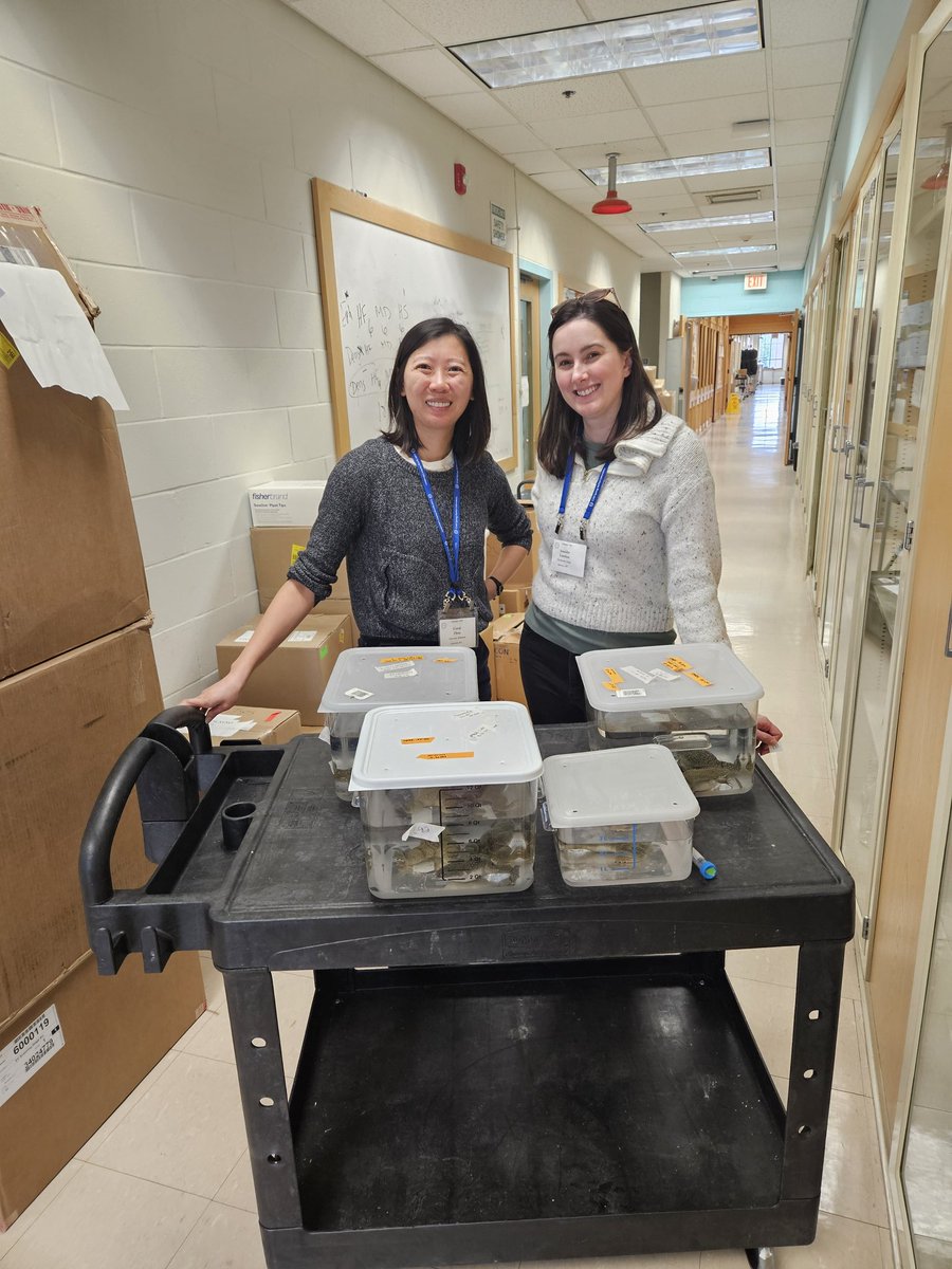 Two 2018 Xenopus course alums returning as new frog faculty and guest lecturers for the 2025 course! #froglife <a href="/cshlxeno/">cshlxeno</a>