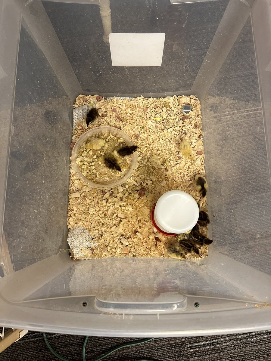 Miss.Elliott tweet media