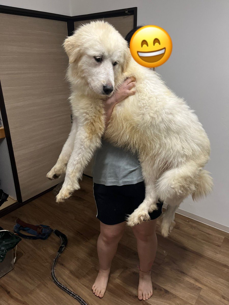 oto__1216's tweet photo. うちの子同じ犬種の他の子に比べると小さいのはなぜ❓
#グレートピレニーズ https://t.co/YNfgM1tgiz