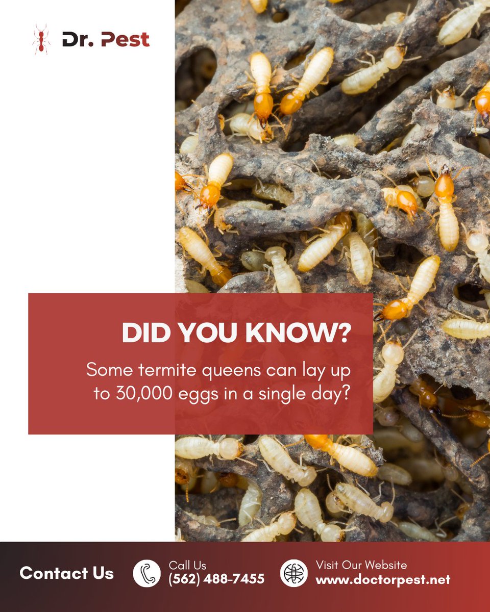 itsdoctorpest's tweet image. 30,000 eggs. One queen. Endless damage. 😱 Stay ahead of termite infestations with proven pest solutions. 

Learn more at doctorpest.net.

#DrPest #TermiteControl #PestProtection #PestFreeLiving #HomeCare #PestExperts #StopThePests