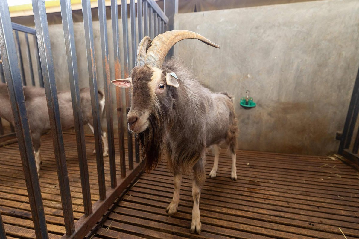 The Goat himself. 
<a href="/AnneWaiguru/">Anne Waiguru EGH, OGW</a> 
#annewaiguru
#mountkenya