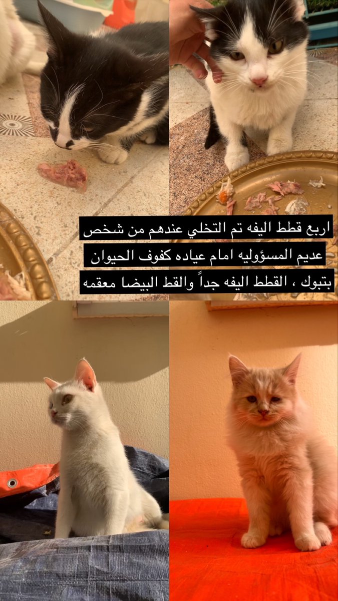 sk19927's tweet photo. @Animal_rescue0 https://t.co/s2mOwrGzFK