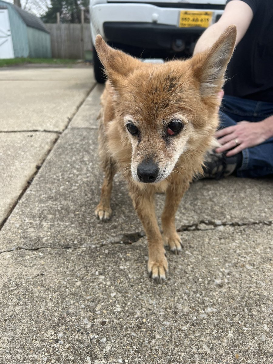 Was just driving back home from the office and saw this dog running around in Robeson Meadows neighborhood. Another man and I finally tracked her down after chasing her multiple blocks. Animal Control has her now and says they will hold her for the next 5 days before helping