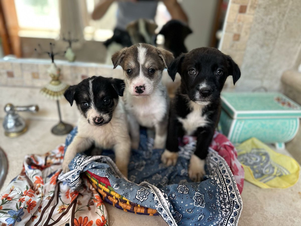 Annie,Rita y Bimba están en busca de una familia 🥰

Son 3 de las cachorras del rescate del pequeño Luck que estuvo atrapado en la pared.🤍

¿Verdad que son adorables ? 
Estamos en CDMX.